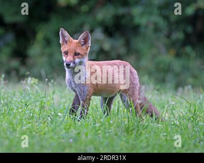Cucciolo di volpe rossa in piedi Foto Stock