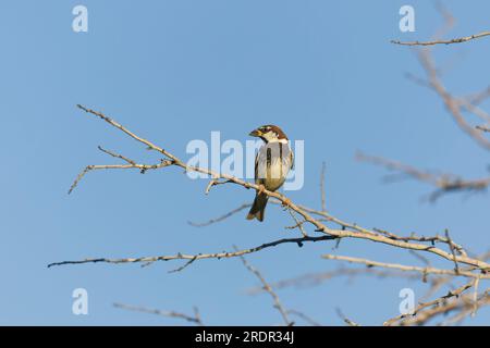 Passero spagnolo Passer hispaniolensis, maschio adulto arroccato sul ramoscello, Toledo, Spagna, luglio Foto Stock