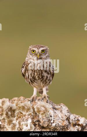 Little Owl Athene noctua, adulto arroccato sulla pietra, Toledo, Spagna, luglio Foto Stock