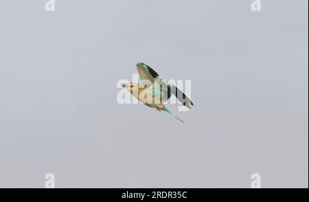 Rullo europeo Coracias garrulus, volo giovanile, Toledo, Spagna, luglio Foto Stock