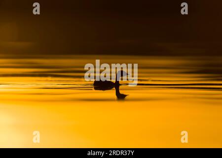 Little Grebe Tachybaptus ruficollis, nuoto di pulcini all'alba, Toledo, Spagna, luglio Foto Stock