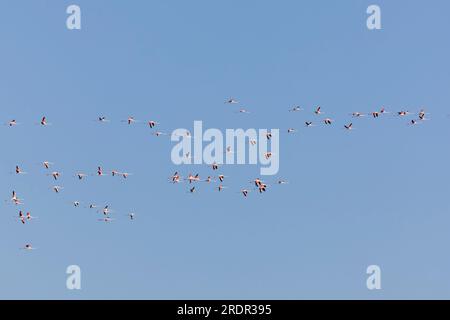 Greater flamingo Phoenicopterus roseus, Flock Flying, Toledo, Spagna, luglio Foto Stock