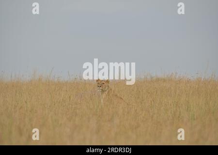 Lioness seduta quasi nascosta nell'erba ad aspettare e guardare, Masai Mara, Kenya Africa Foto Stock