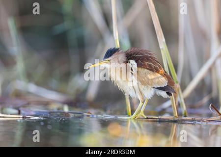 Little Bittern Ixobrychus minutus, femmina adulta in piedi a bordo di canne, Toledo, Spagna, luglio Foto Stock