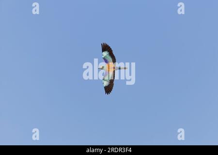 Coracias garrulus, adulto in volo, Toledo, Spagna, luglio Foto Stock