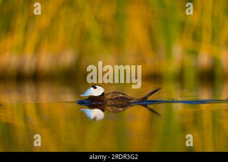 Anatra con testa bianca Oxyura leucocephala, nuoto maschile adulto, Toledo, Spagna, luglio Foto Stock