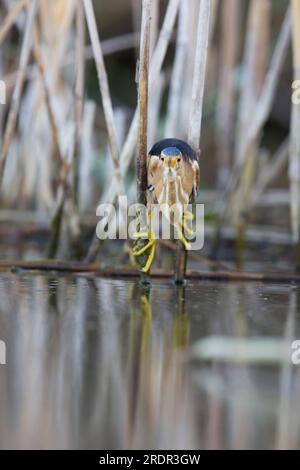 Piccolo amaro Ixobrychus minutus, maschio adulto arroccato su canne, Toledo, Spagna, luglio Foto Stock