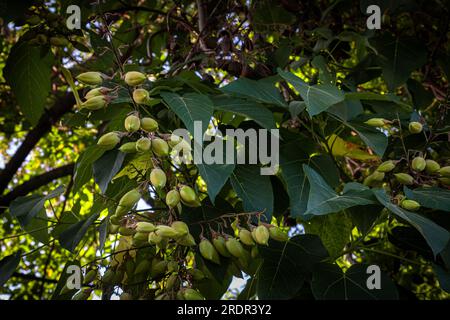 Frutti verdi di Paulownia tomentosa con semi sui rami in estate. Albero della principessa o dell'imperatrice. Foto Stock