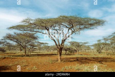 Alberi di spina ombrello (Vachellia tortilis) che crescono nella riserva di uMkhuze, nel nord dello Zululand, nella provincia di KwaZulu-Natal in Sudafrica. Foto Stock