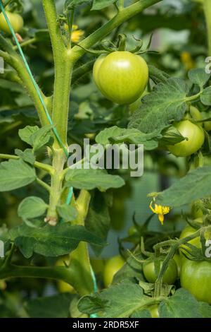 Molti pomodori verdi su un cespuglio in una serra. Piante di pomodoro in serra. Piantagione di pomodori verdi. Agricoltura biologica, crescita di giovani piante di pomodoro Foto Stock