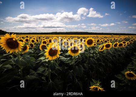 Un bellissimo campo di girasoli in Ungheria sul lago Balaton. Grande pianta in piena fioritura Foto Stock