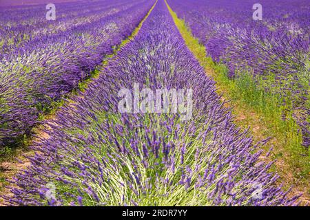 Campo di lavanda fiorita in estate al sole Foto Stock