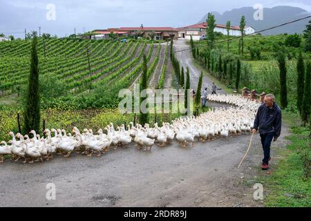 Allevamento di oche nella fattoria agrituristica di Mrizi a Fishte nella contea di Lezhe, vicino a Scutari, nell'Albania settentrionale. Foto Stock