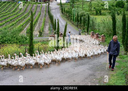 Allevamento di oche nella fattoria agrituristica di Mrizi a Fishte nella contea di Lezhe, vicino a Scutari, nell'Albania settentrionale. Foto Stock