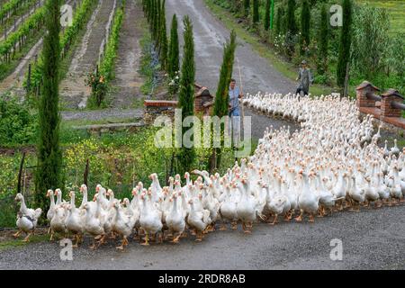 Allevamento di oche nella fattoria agrituristica di Mrizi a Fishte nella contea di Lezhe, vicino a Scutari, nell'Albania settentrionale. Foto Stock