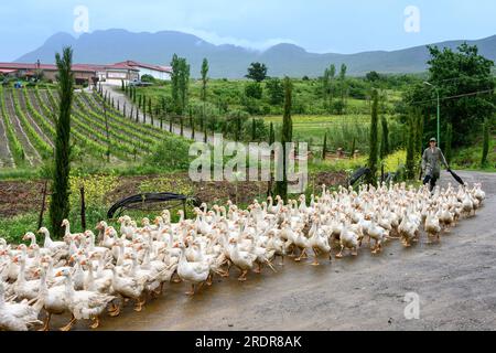 Allevamento di oche nella fattoria agrituristica di Mrizi a Fishte nella contea di Lezhe, vicino a Scutari, nell'Albania settentrionale. Foto Stock