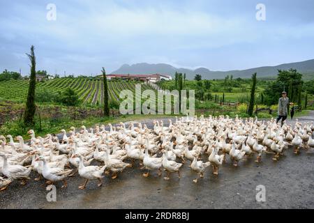 Allevamento di oche nella fattoria agrituristica di Mrizi a Fishte nella contea di Lezhe, vicino a Scutari, nell'Albania settentrionale. Foto Stock