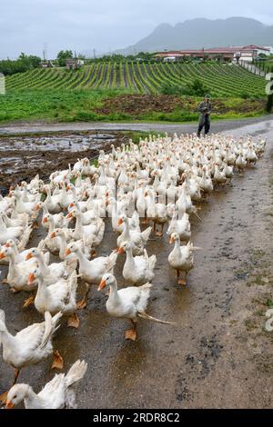 Allevamento di oche nella fattoria agrituristica di Mrizi a Fishte nella contea di Lezhe, vicino a Scutari, nell'Albania settentrionale. Foto Stock