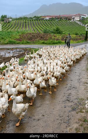 Allevamento di oche nella fattoria agrituristica di Mrizi a Fishte nella contea di Lezhe, vicino a Scutari, nell'Albania settentrionale. Foto Stock