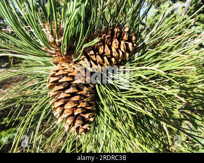 I coni e i lunghi aghi verdi luminosi di un pino ponderosa, Pinus ponderosa, Foto Stock