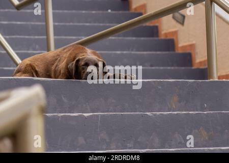 Trindade, Goias, Brasile – 30 giugno 2023: Un cane marrone, abbandonato, triste, sdraiato e dormito sul pavimento di una scala. Foto Stock