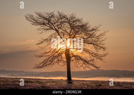 Un singolo albero in piedi da solo con nebbia in una bassa valle dietro e sole subito dopo l'alba e splendente attraverso una forma a V di due tronchi Foto Stock