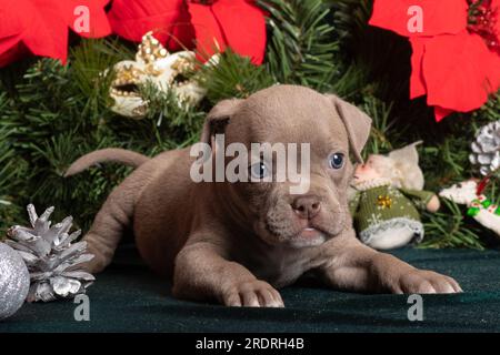 Piccolo cucciolo di Bully americano carino che si trova accanto ad un albero di Natale e fiori poinsettia. Natale e Capodanno per gli animali domestici. Vacanze per animali domestici. In attesa di Foto Stock