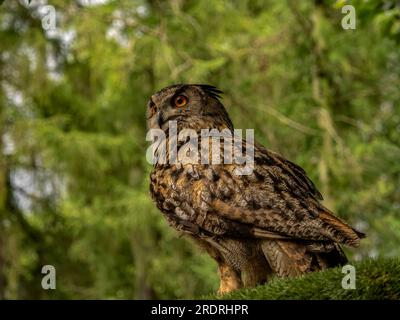 Gufo reale ritratto Foto Stock