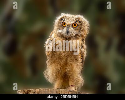 Gufo giovanile di Aquila del Bengala (Bubo bengalensis) Foto Stock