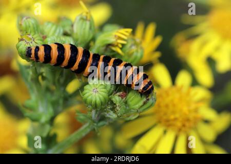 Cinnabar Moth caterpillar Tyria jacobaeae su Oxford Ragwort Senecio squalidus Foto Stock