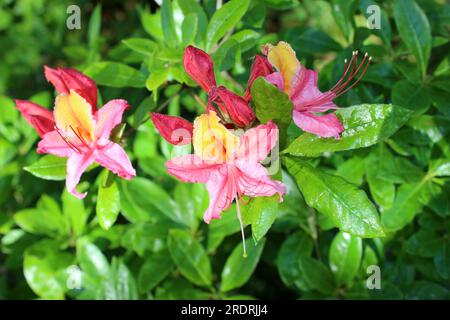 Azalea "Rosy Fire" Foto Stock