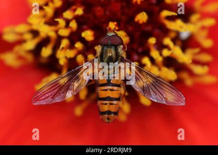 La marmellata di arance Hoverfly Episyrphus balteatus Foto Stock