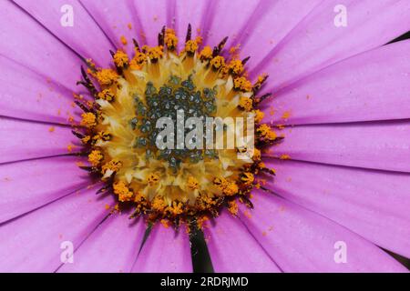 Dettagli fiore Osteospermum rosa Foto Stock