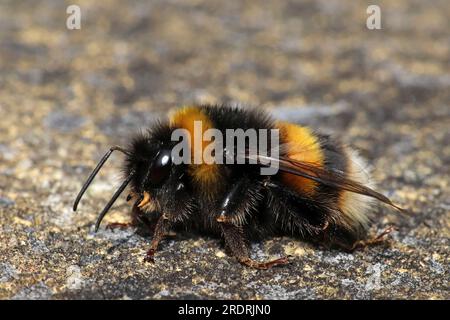 Buff-tailed bumblebee (Bombus terrestris) Foto Stock