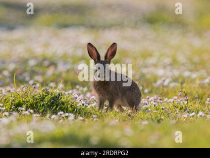 Un giovane Leveret Brown Hare ( Lepus europaeus ) seduto tra le margherite mentre cresce nelle orecchie. Suffolk, Regno Unito. Foto Stock