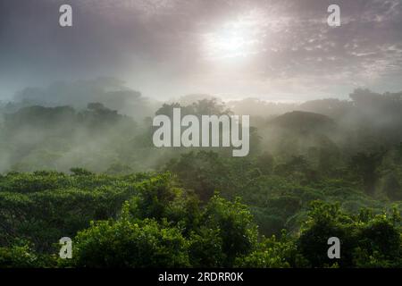 Foresta pluviale umida dopo le piogge alla luce del mattino presto nel parco nazionale di Soberania, provincia di Colon, Repubblica di Panama, America centrale. Foto Stock