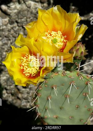 Nopale (Opuntia) macrocentro, Opuntia resistente, cactus di fico d'India Foto Stock