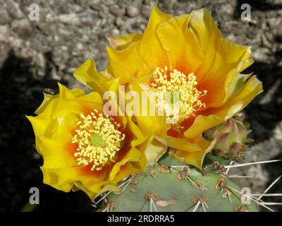 Nopale (Opuntia) macrocentro, Opuntia resistente, cactus di fico d'India Foto Stock