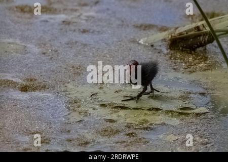 Gallinula chloropus Common Moorhen è molto timido e corre nella vegetazione non appena si sente minacciato Foto Stock