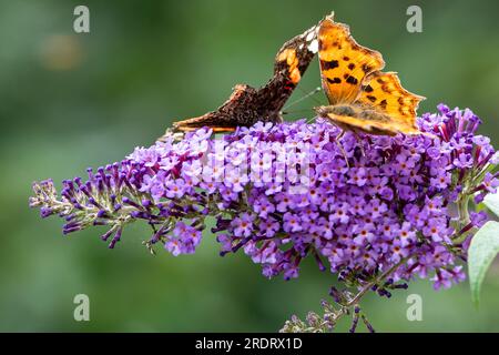 Dorney, Regno Unito. 23 luglio 2023. A Red Admiral e a virgola (Polygonia c-album) Butterfly (R) si nutrono di nettare sui fiori di un buddleia arbusto. Butterfly Conservation invita le persone di tutto il Regno Unito a partecipare al Big Butterfly Count di quest’anno, che si protrarrà fino al 6 agosto, per aiutare gli scienziati a comprendere l’impatto del cambiamento climatico sulle nostre farfalle più amate. Le temperature, le ondate di calore e la siccità dello scorso anno hanno causato l’appassimento e la morte di alcune delle piante che si nutrono dei pilastri. Per aiutare gli scienziati a scoprire quale sia stato l'impatto continuo di questo clima estremo, il pubblico è aske Foto Stock