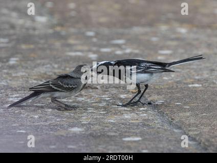 Una ripresa ravvicinata di un adulto Pied Wagtail (Motacilla alba) che dà da mangiare al suo bambino. Becco aperto. Suffolk, Regno Unito Foto Stock