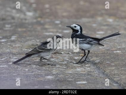 Una ripresa ravvicinata di una Pied Wagtail (Motacilla alba) che dà da mangiare al suo neonato bambino. Suffolk, Regno Unito Foto Stock