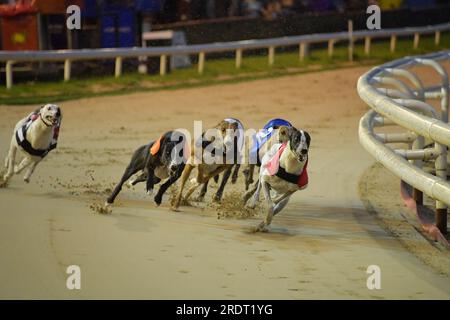 Oxford, Regno Unito. 23 luglio 2023. Mustang Ojay (1) conduce alla prima curva prima di finire sesto dietro l'eventuale vincitore, Eze (4) e Ivanexile (5) nella seconda semifinale di Pall Mall all'Oxford Stadium, Regno Unito. Crediti: Paul Blake/Alamy Live News. Foto Stock