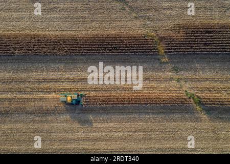 Vista aerea degli agricoltori che lavorano in un campo di raccolta di colture per i consumatori Foto Stock