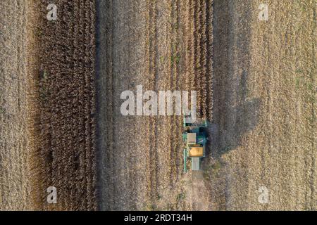 Vista aerea degli agricoltori che lavorano in un campo di raccolta di colture per i consumatori Foto Stock