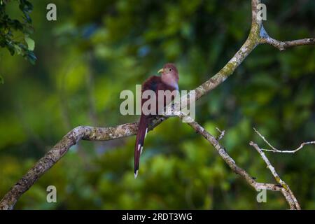 Lo splendido uccello Squirrel Cuckoo, Piaya cayana, è seduto su un ramo nella foresta pluviale del parco nazionale di Soberania, Repubblica di Panama. Foto Stock