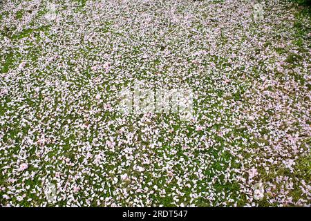 Petali in fiore che ricoprono l'erba per creare una texture organica paesaggistica naturale Foto Stock