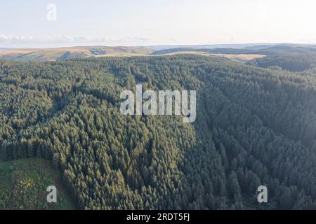 Vista aerea della foresta di conifere non autoctona a Cefn Gwenffrwd sopra il Pysgotwr Fawr, Galles centrale, Galles, Regno Unito Foto Stock