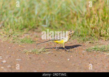 Motacilla flava, camminata giovanile, Suffolk, Inghilterra, luglio Foto Stock