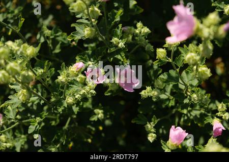 Fiori di calibrachoa in fiore rosa e un nettare da cui si raccoglie un'ape in un vaso decorativo all'aperto, retro in carta da parati floreale Foto Stock